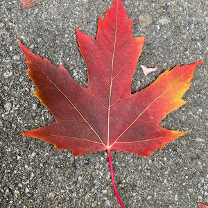 Meet your Posher, Viola